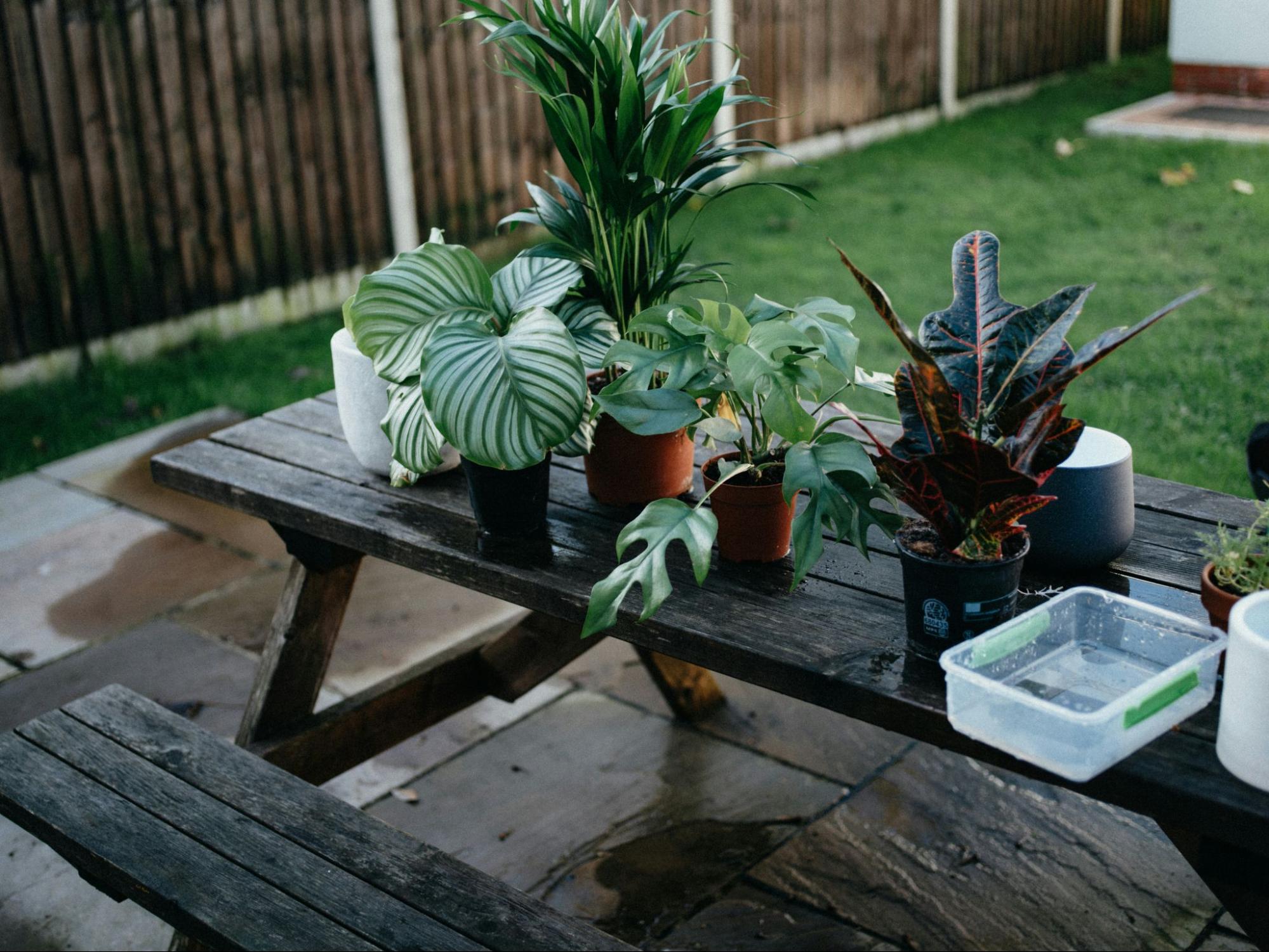 活植物